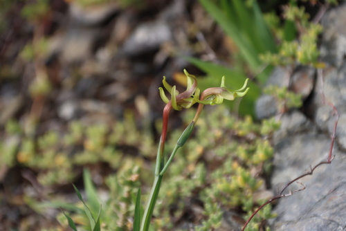 Green Kammetjie (Freesia viridis)