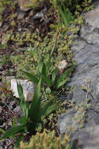 Freesia viridis, photograph 2