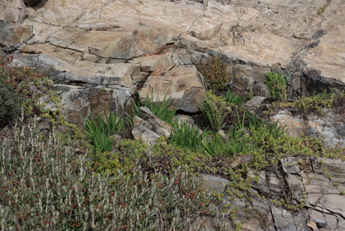 Freesia viridis, photograph 3