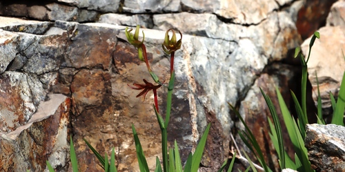 Freesia viridis, photograph 4