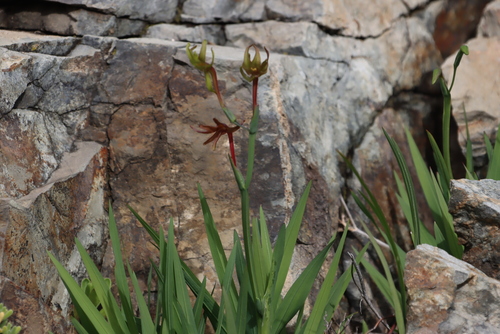 Freesia viridis