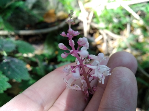 Image of Plectranthus swynnertonii by (c) De Waal Hugo, some rights reserved (CC BY)