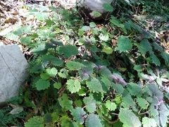 Plectranthus swynnertonii