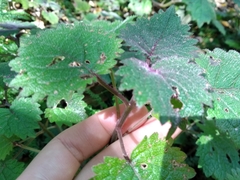 Plectranthus swynnertonii