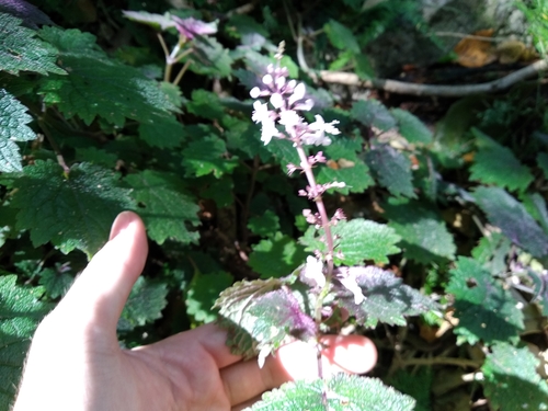 Image of Plectranthus swynnertonii by (c) De Waal Hugo, some rights reserved (CC BY)