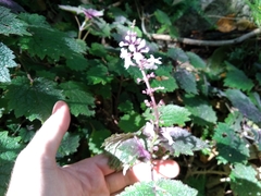 Plectranthus swynnertonii