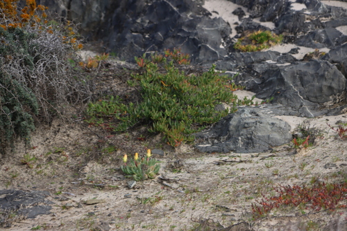 Beaked Clockfig (Cheiridopsis rostrata)