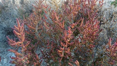 Tecticornia halocnemoides