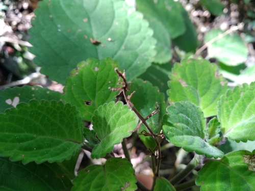 Image of Plectranthus Zuluensis (Plectranthus zuluensis) by (c) De Waal Hugo, some rights reserved (CC BY)