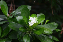 Rauvolfioideae