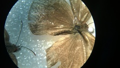 Hermeuptychia intricata