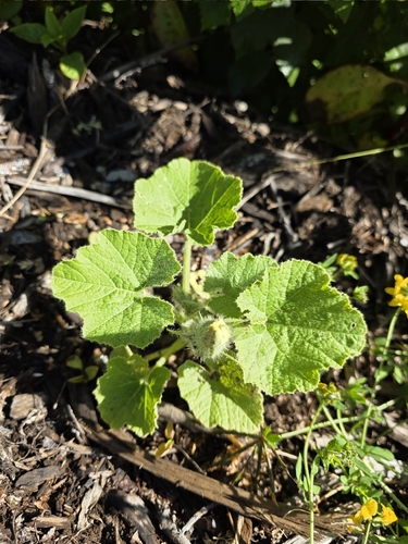 Winter Squash plant photo (Cucurbita maxima)