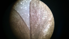 Hermeuptychia intricata