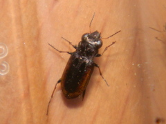 Notiophilus semiopacus