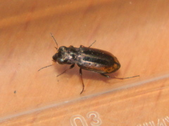 Notiophilus semiopacus