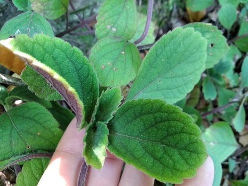 Image of Mauve Spurflower (Plectranthus malvinus) by (c) De Waal Hugo, some rights reserved (CC BY)