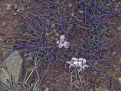 Gypsophila sambukii