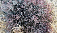 Tecticornia halocnemoides