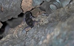 Hemidactylus angulatus