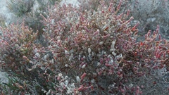 Tecticornia halocnemoides