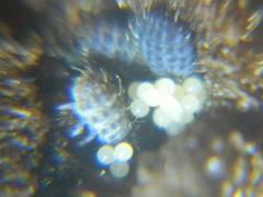 Morulodes