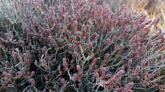 Tecticornia halocnemoides