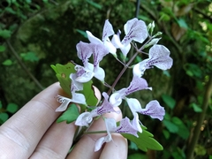 Plectranthus saccatus