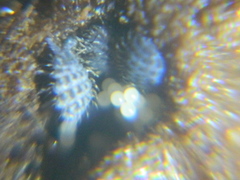 Morulodes