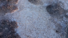 Tecticornia halocnemoides