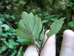 Plectranthus saccatus