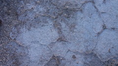 Tecticornia halocnemoides