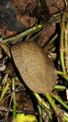Sarasinula linguaeformis