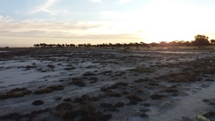 Tecticornia halocnemoides