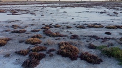 Tecticornia halocnemoides