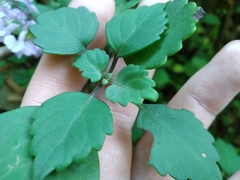 Plectranthus saccatus