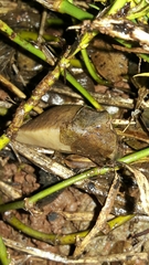 Sarasinula linguaeformis
