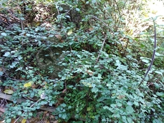 Plectranthus saccatus