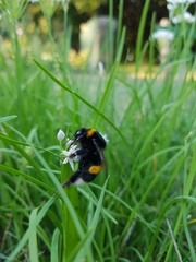 Bombus