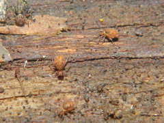 Ptenothrix beta