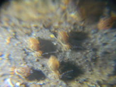 Ptenothrix beta