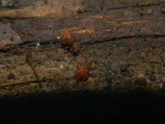 Ptenothrix beta