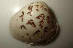 Lioconcha hieroglyphica