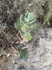 Calotropis procera image