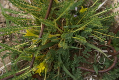 Astragalus oplites