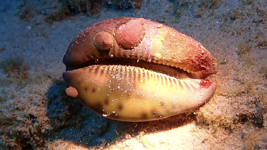 Mauritia maculifera