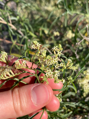 Heliotropium messerschmidioides