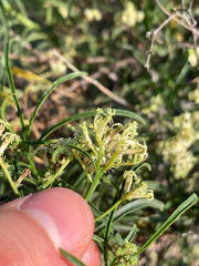 Heliotropium messerschmidioides, photograph Paul F, CC BY, iNaturalist via GBIF