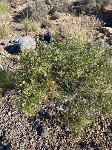 Heliotropium messerschmidioides, photograph 2