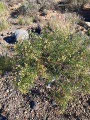 Heliotropium messerschmidioides, photograph Paul F, CC BY, iNaturalist via GBIF
