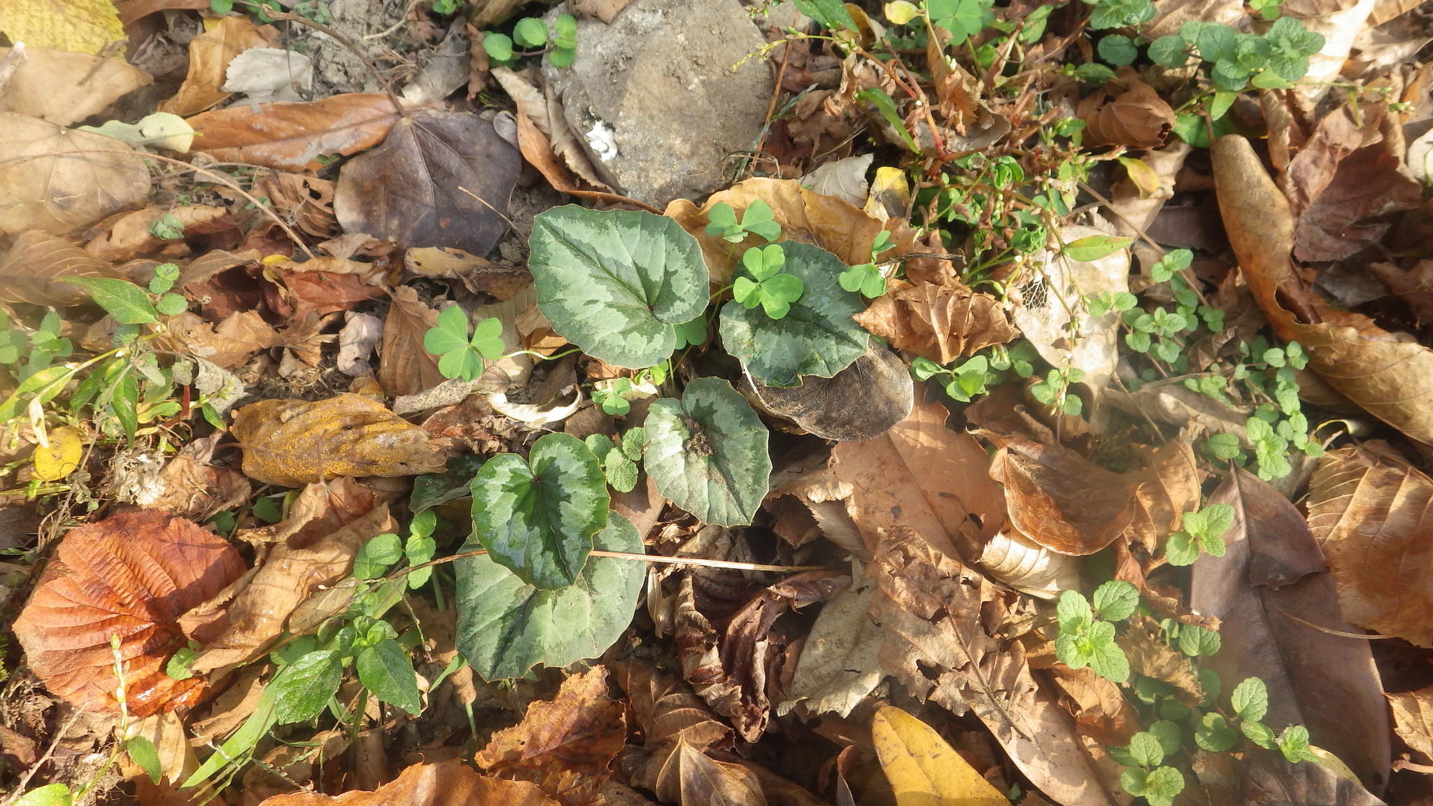 Cyclamen colchicum